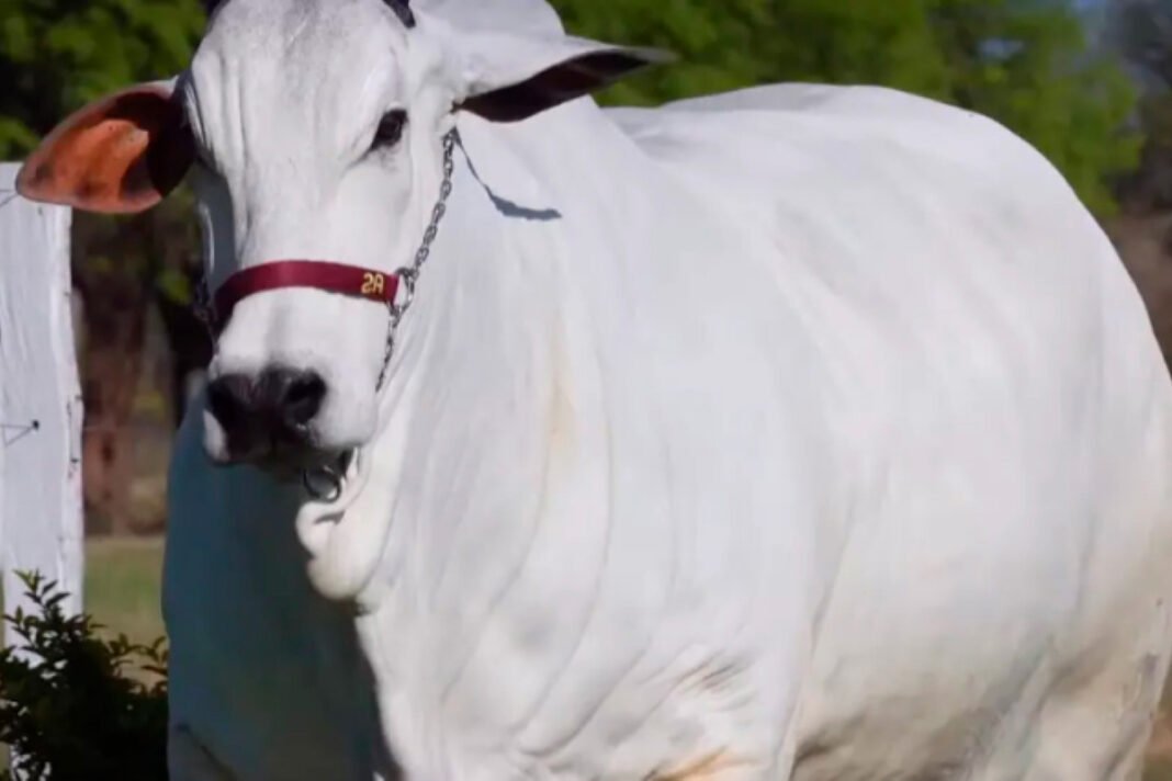 Exportan animales vivos y embriones de alta genética bovina a Brasil y Guatemala