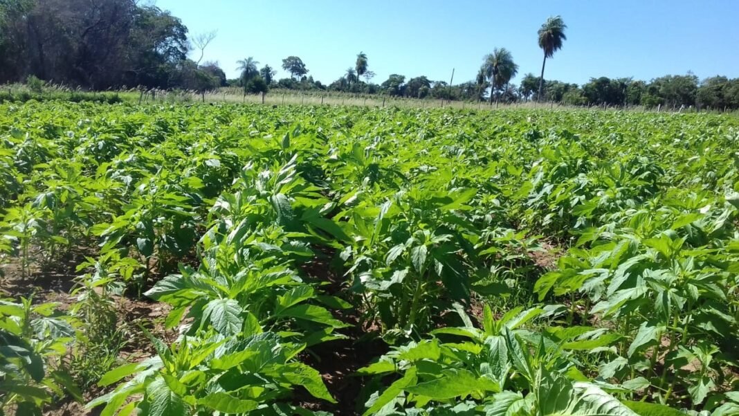 Exportaciones de sésamo de Bolivia marcan récord en 2025