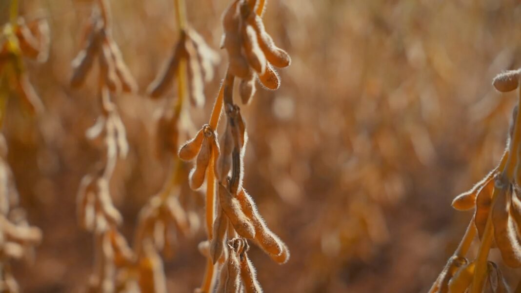 China, EEUU y Australia lideran ranking mundial de tierras agrícolas