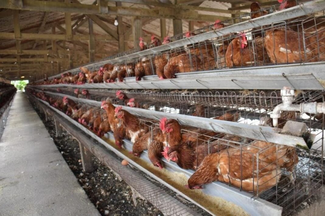 Colombia confirma un brote de gripe aviar en aves de traspatio
