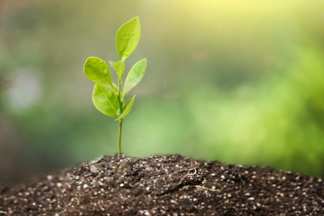 Bolivia destaca la sanidad vegetal como eje estratégico en reunión internacional en Roma
