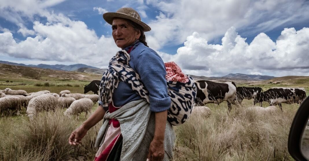 A Bolivian farmer tends to sheep and cattle in the countryside of Tarija.