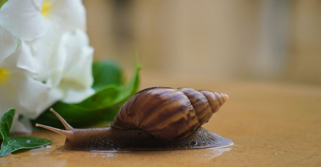 A detailed view of a snail sliding on a wet surface next to a white flower.