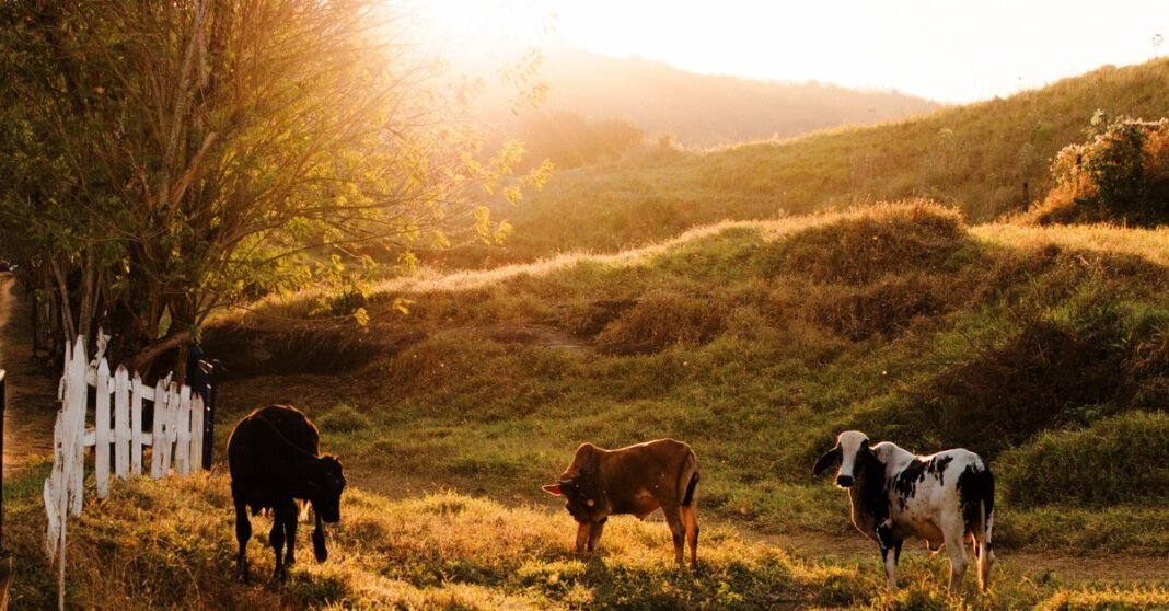Tranquil scene of cows grazing in a sunlit field in Além Paraíba, Brazil.