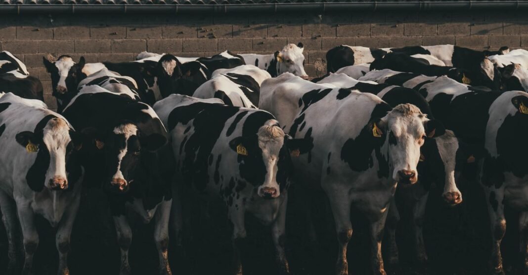 Group of Holstein cows standing closely in a rural farm environment with rustic backdrop.