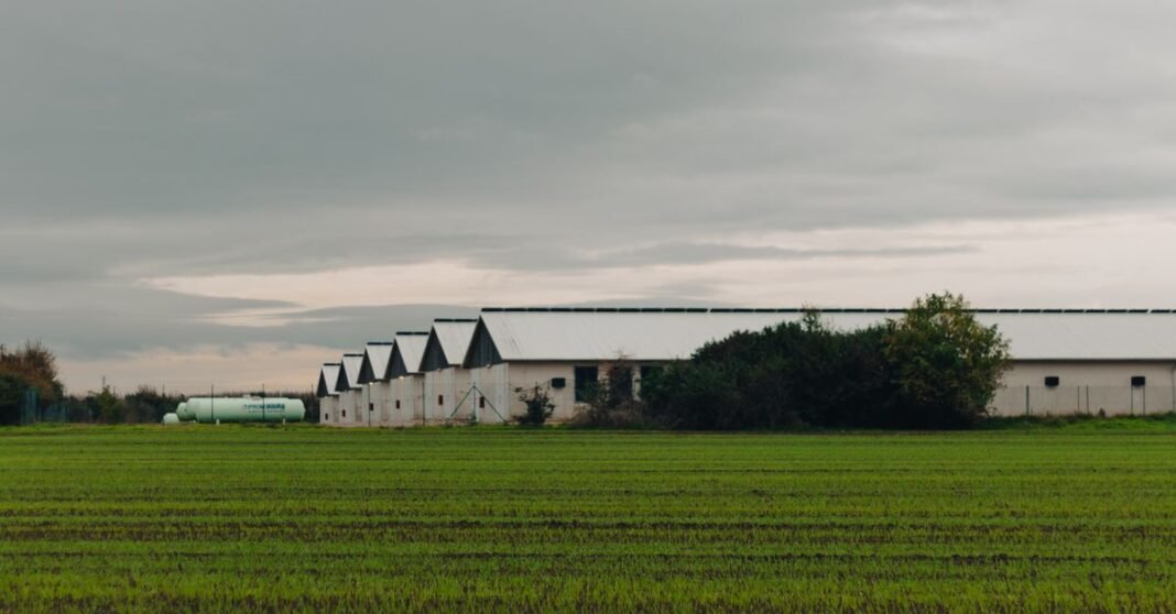 A rural poultry farm with green fields under a cloudy sky, showcasing agricultural buildings.