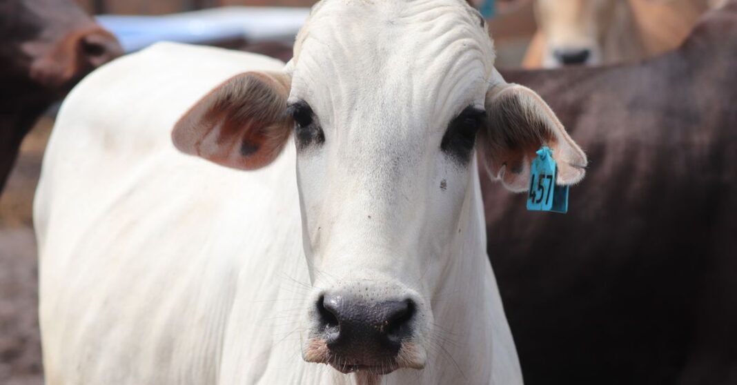 A detailed close-up image of a white cow with an ear tag on a farm.