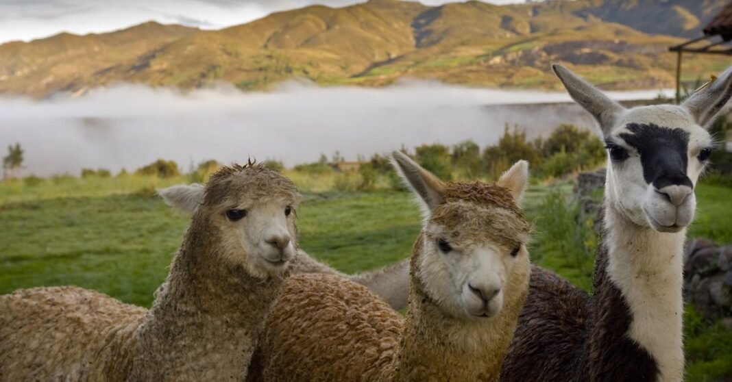 Three alpacas stand in a misty mountain farm setting, exuding charm and cuteness.