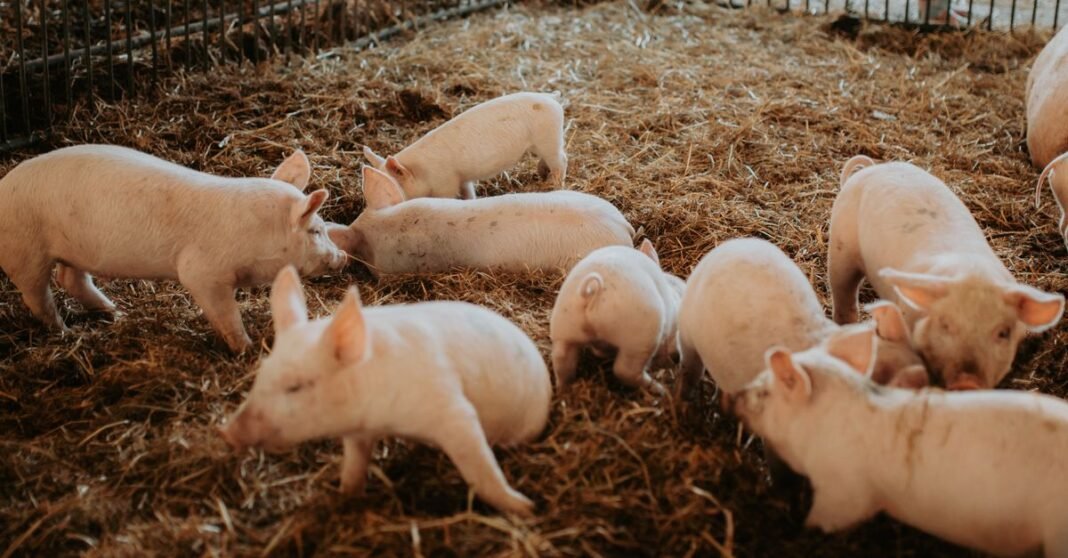 A group of piglets plays in the straw inside a Canadian barn, showcasing farm life.