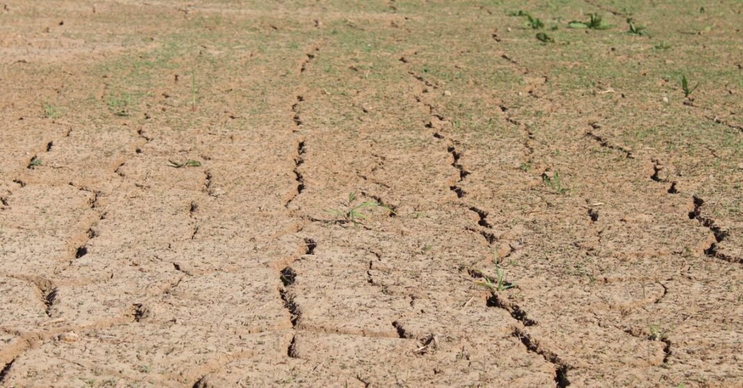 Close-up of dry, cracked ground in a sunlit field, symbolizing drought.