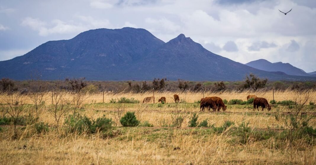 Cattle grazing on a grassy field with majestic mountains in the background on a cloudy day.