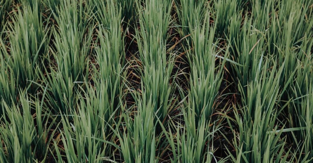 Lush rows of green rice plants growing in a vibrant field, showcasing agriculture at its finest.