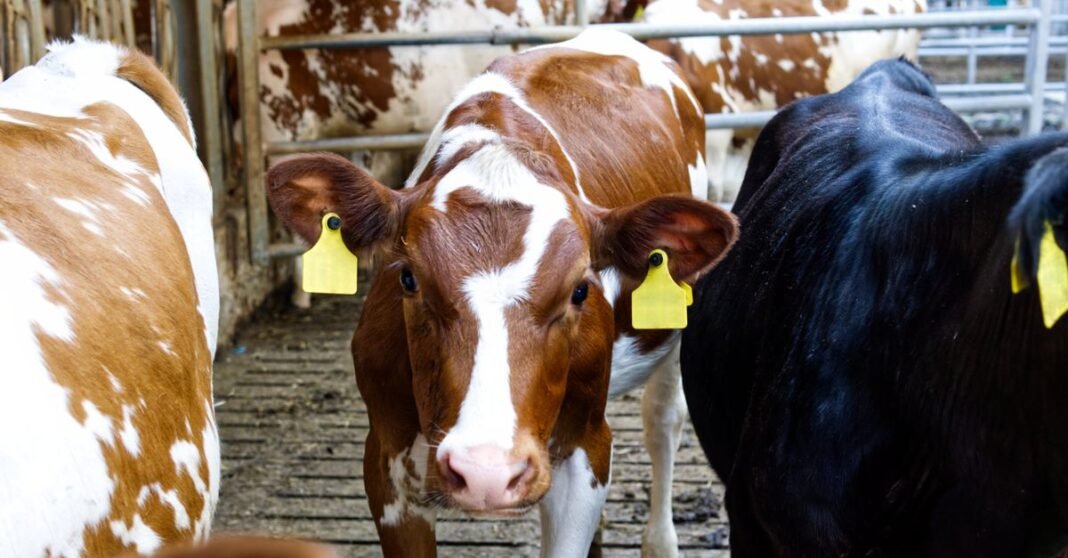 Close-up of a brown and white dairy cow in a livestock farm pen with ear tags.