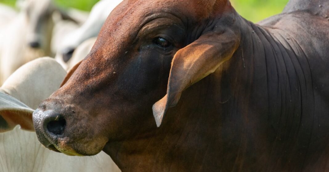 A detailed close-up photo of a Brahman bull in a lush green outdoor setting.