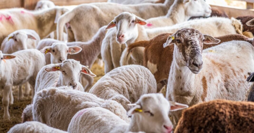 A group of sheep huddled together inside a barn with rustic wooden walls.
