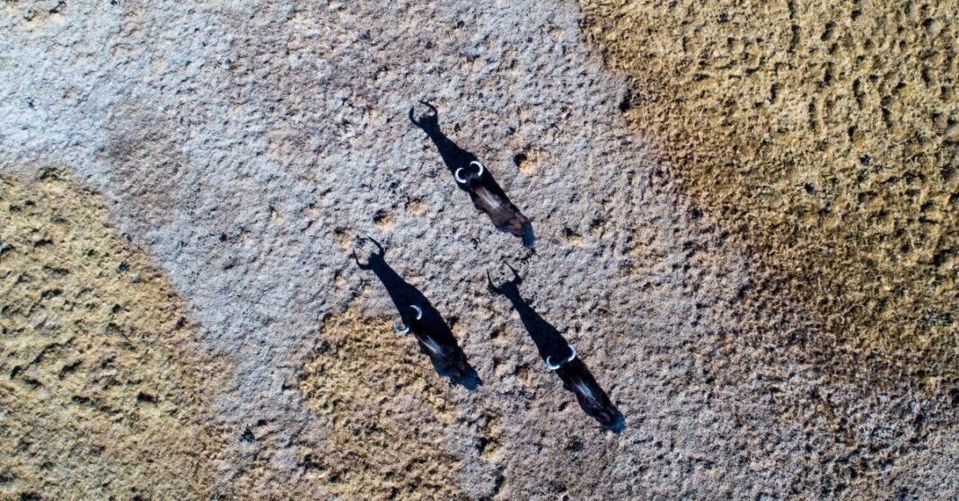 Aerial view of three cattle on dry, drought-affected terrain casting long shadows.