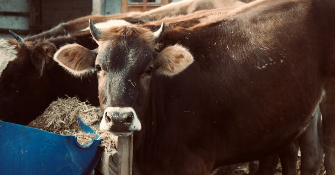 Brown cow in a barn, highlighting livestock farming and animal husbandry.