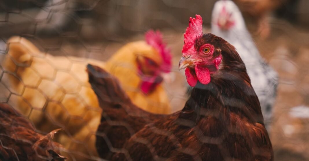 Colorful hens inside a fenced chicken coop on a farm.
