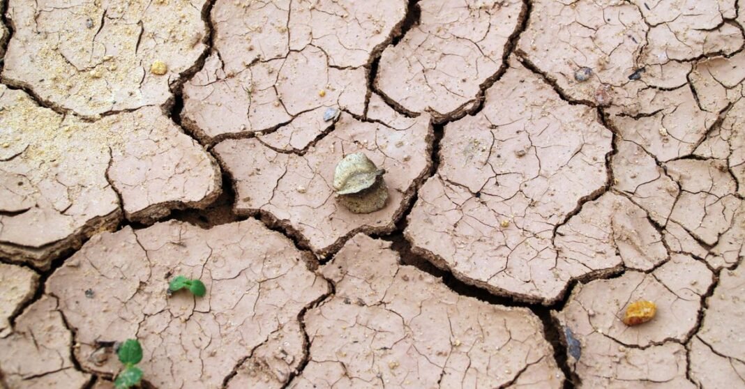 Close-up of cracked dry earth with minimal vegetation, symbolizing drought.