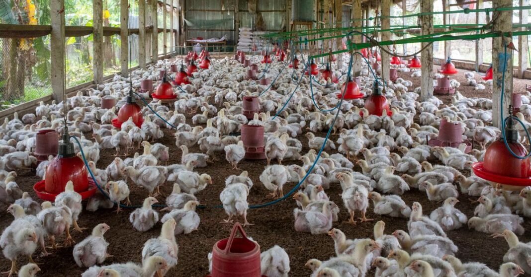 A crowded poultry farm housing numerous broiler chickens inside.