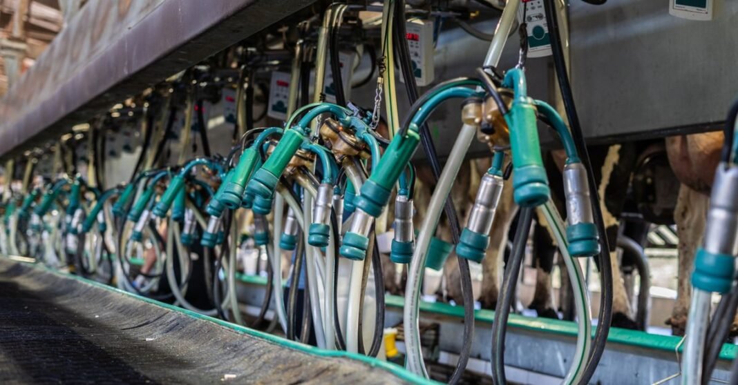 Close-up of industrial equipment used for automated milking in a dairy farm setting.