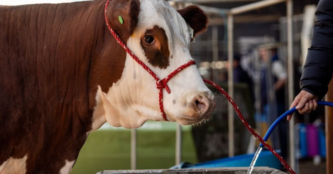 A brown and white cow with a red rope halter drinks water on a farm.