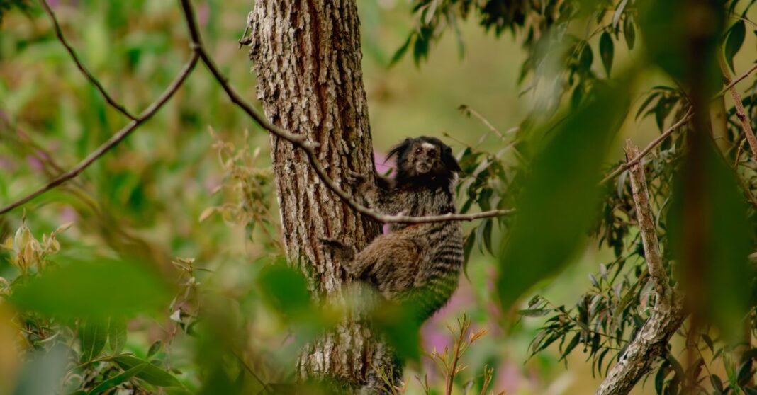 A small marmoset perched on a tree amidst a vibrant green forest environment.