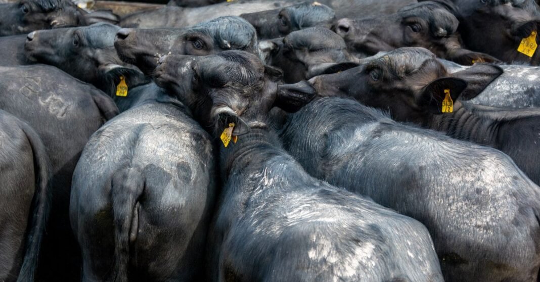 A dense gathering of buffaloes in a farm setting, showcasing their sleek dark coats and numbered ear tags.
