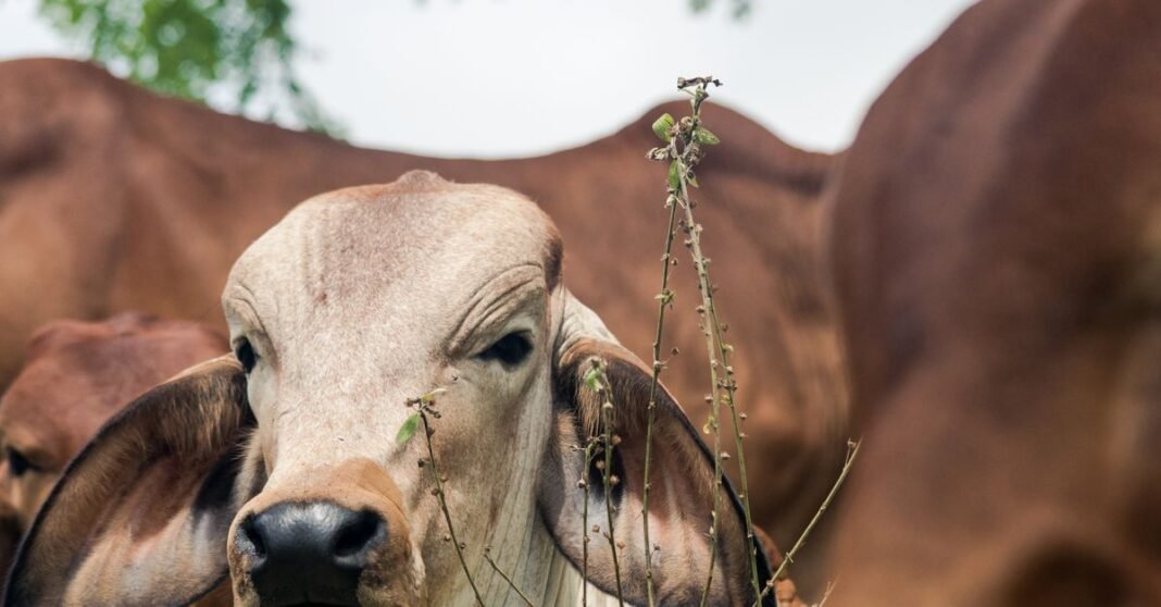 Close-up of a young cow in a pasture in Doradal, Antioquia, Colombia, showcasing a serene rural scene.