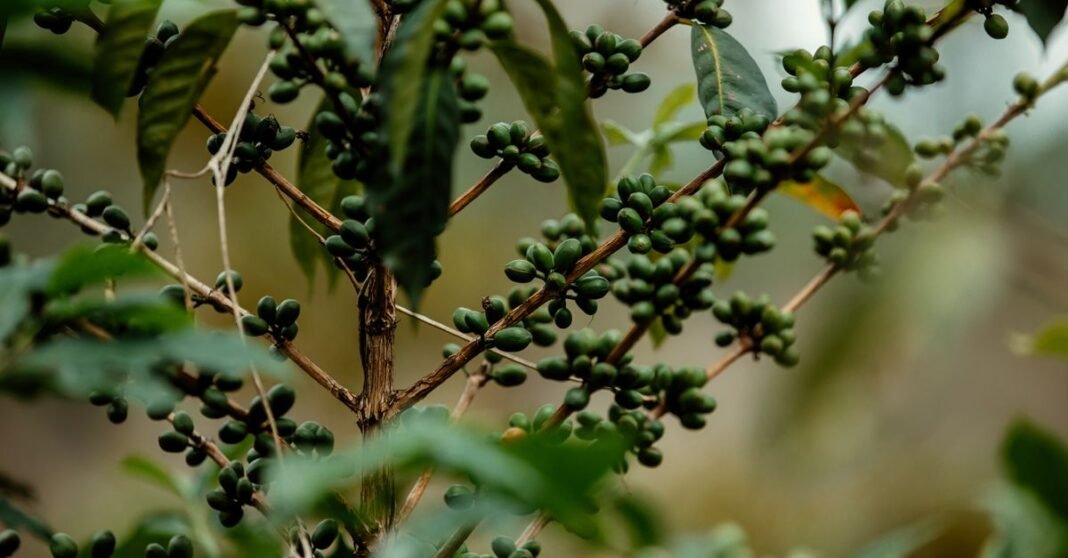 Detailed view of coffee plant branches with unripe green coffee beans, ideal for agricultural content.
