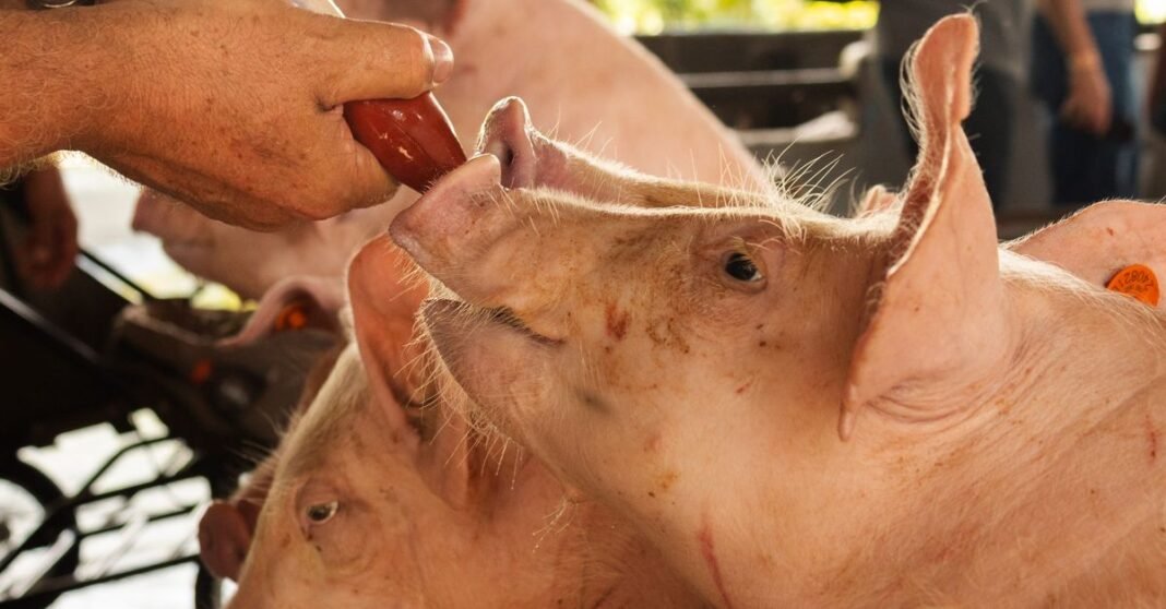 Close-up of young pigs feeding from a bottle in a rural farm setting.