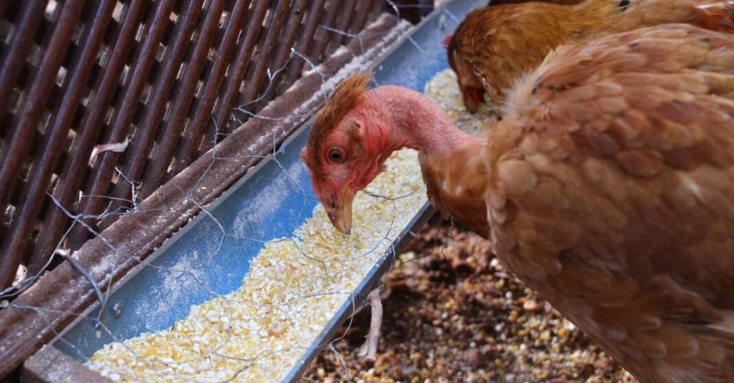 Close-up of chickens feeding on grain at a Goiânia farm. Rural agriculture scene capturing poultry behavior.