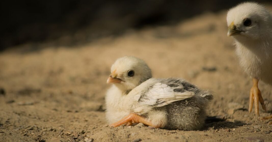 Two fluffy chicks basking in sunlight on the ground, depicting warmth and innocence.