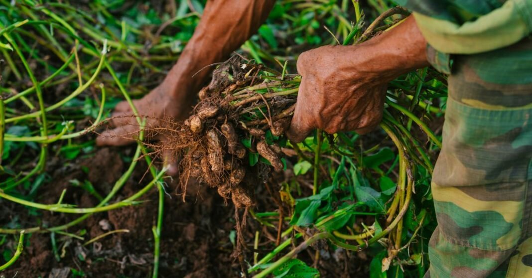 Close-up of hands picking freshly harvested peanuts, highlighting manual agriculture.