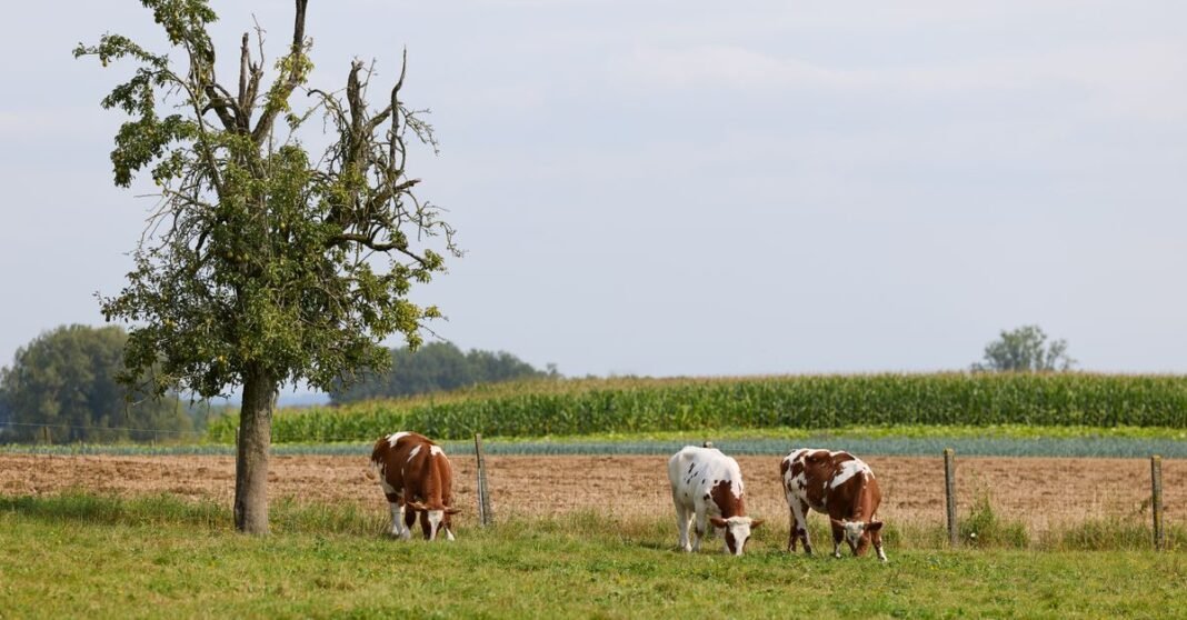 Three cows graze peacefully in a lush green pasture with an old pear tree, fenced fields, and distant cornfields under a bright sky, showcasing serene rural life.