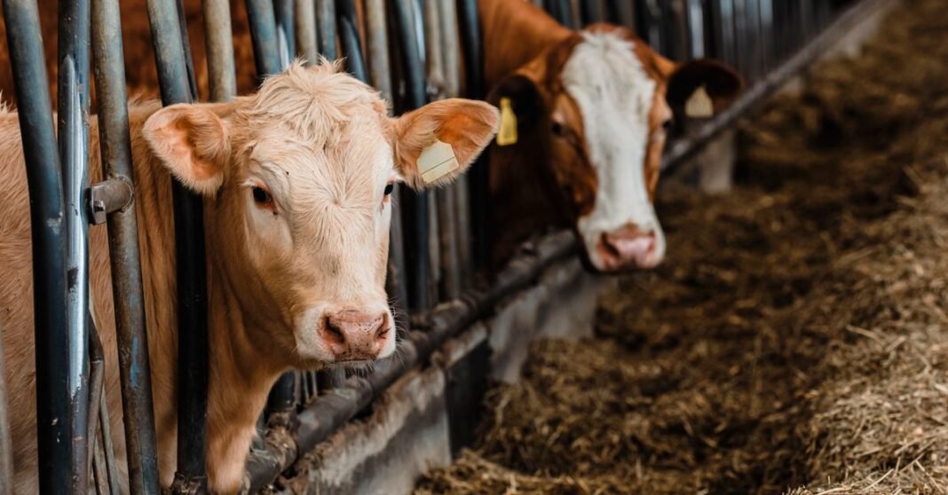 Two cows in a barn feeding area, showing agricultural livestock setting.