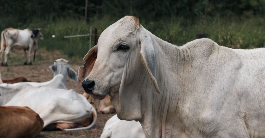 Brahman cattle resting and grazing in a field at Mission Beach, Australia.