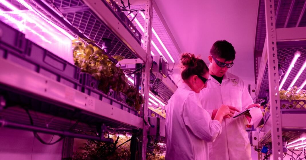 Scientists in lab coats monitor indoor farming under ultraviolet light.