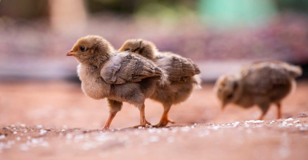 Cute fluffy chicks strolling on a soft surface under natural light. Perfect for nature and farm-themed visuals.