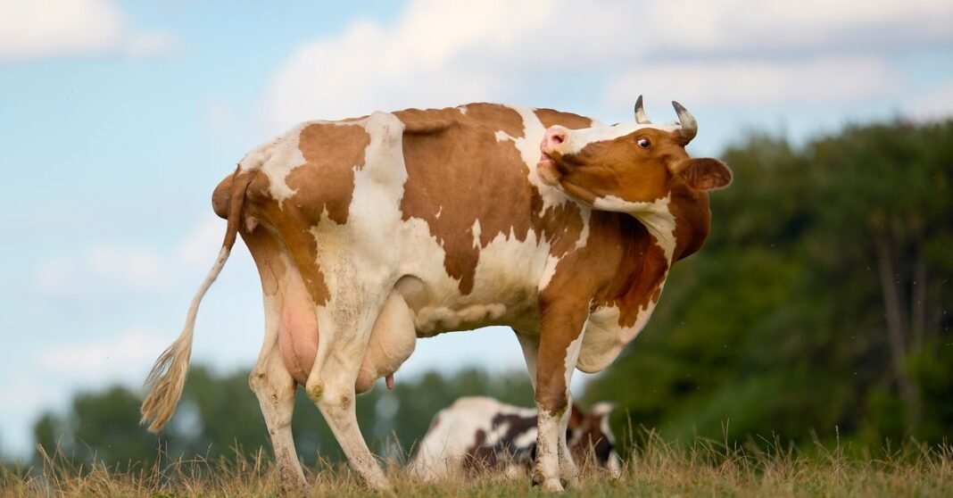 Free stock photo of agriculture, animal, brown