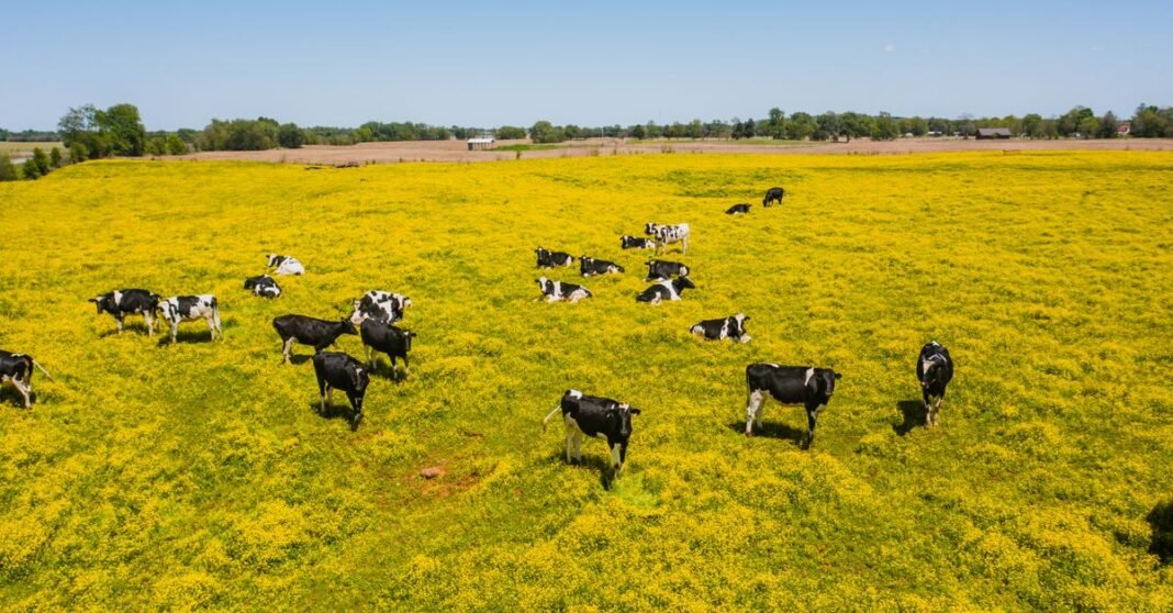 Aerial view of Holstein cows grazing in a vibrant yellow field in rural Kentucky.
