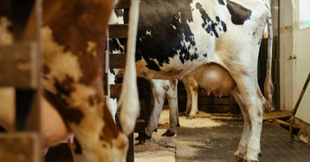 Holstein dairy cows standing indoors in a barn, ready for milking. Captures rural farming life.