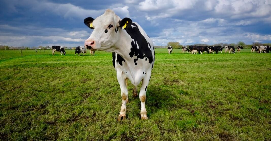 Holstein Friesian cow standing in a lush Dutch field under a cloudy sky.