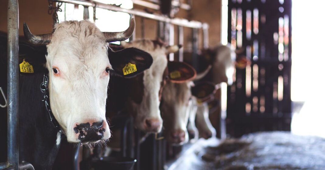 Holstein cows standing in a dairy barn, showcasing modern farming practices.