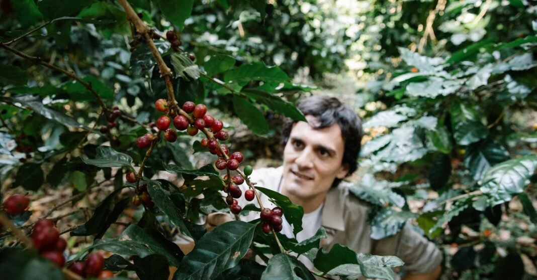 From above of focused male looking at green sprig with ripe red coffee beans while standing in forest during harvesting season