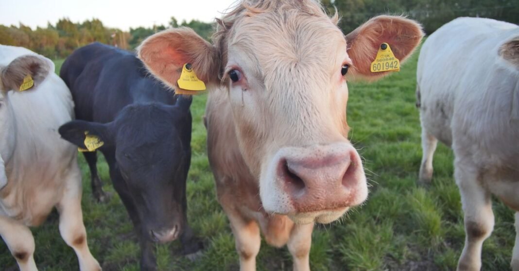 A group of cows with ear tags in a lush green pasture during summer.
