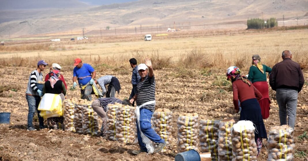 Group of farmers harvesting and bagging potatoes in a sunny rural landscape.