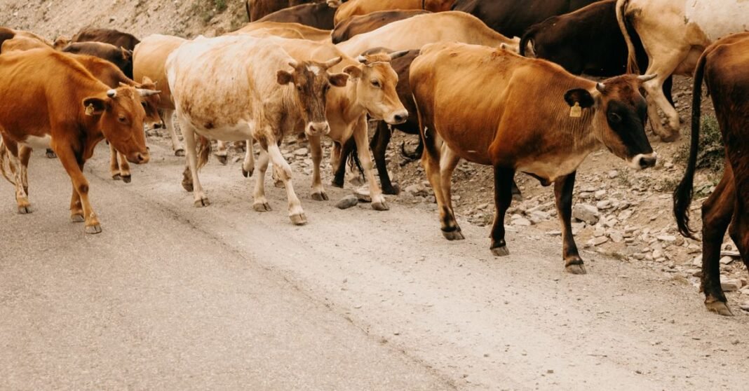 A herd of cows strolling down a rural asphalt road, showcasing countryside life.