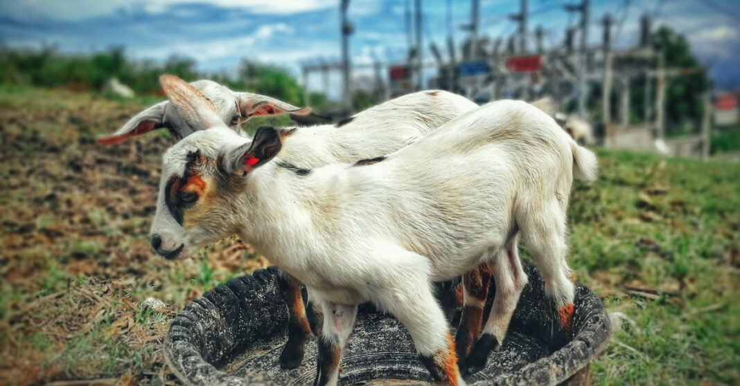 Charming goats standing together in an outdoor pasture, enjoying a sunny day.